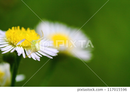 Close-up of a flower spider waiting for prey on an edible daisy flower Close-up of a flower spider waiting for prey on an edible daisy flower 117015596