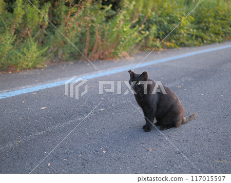 black cat sitting by the roadside black cat sitting by the roadside 117015597