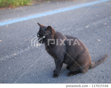 black cat sitting by the roadside black cat sitting by the roadside 117015598