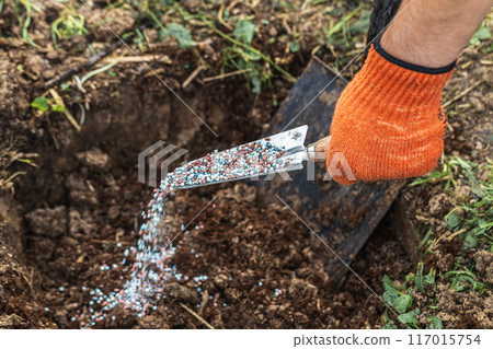 A gloved hand holds a shovel and fertilizes the ground before planting, autumn 117015754