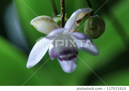 夢幻森林仙子 夢幻森林仙子 117015810