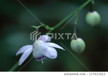 夢幻森林仙子 117015812