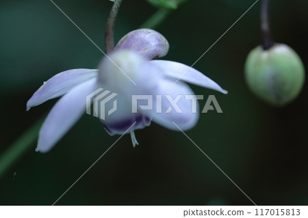 夢幻森林仙子 117015813