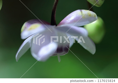 Fantasy forest fairy Fantasy forest fairy 117015814