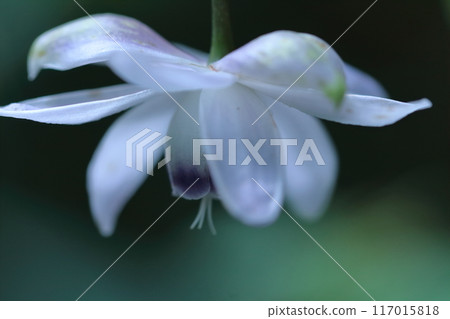 Fantasy forest fairy 117015818