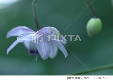 夢幻森林仙子 117015829