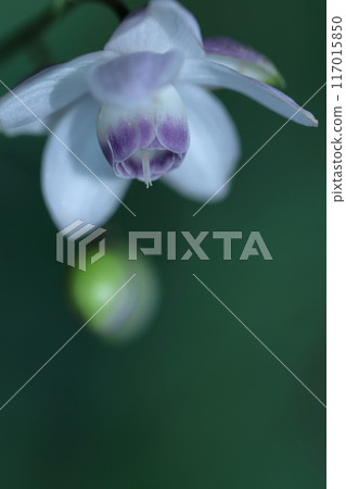 夢幻森林仙子 117015850