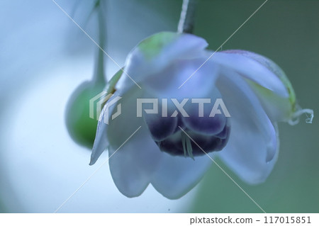 夢幻森林仙子 117015851