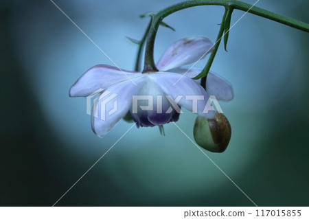 Fantasy forest fairy 117015855