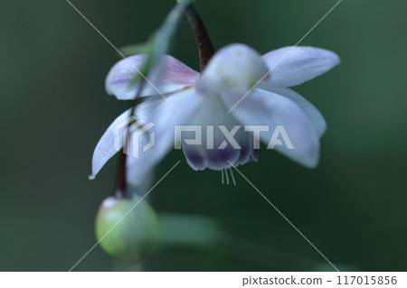 夢幻森林仙子 117015856