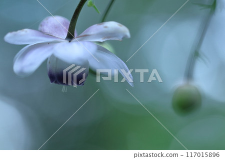 Fantasy forest fairy 117015896