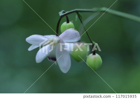 Fantasy forest fairy 117015935