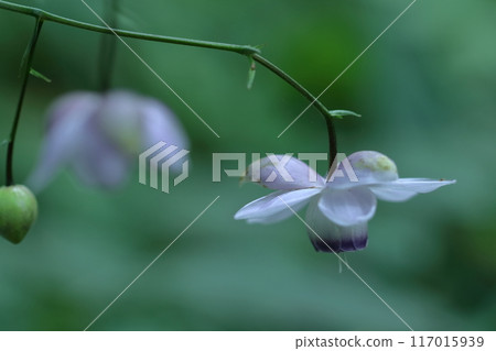 夢幻森林仙子 117015939