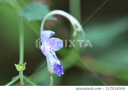 Flowers reminiscent of sailing ships Flowers reminiscent of sailing ships 117016369