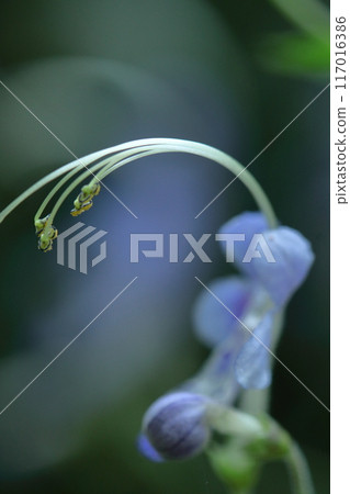 Flowers reminiscent of sailing ships Flowers reminiscent of sailing ships 117016386