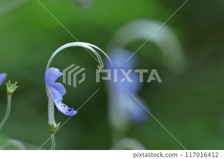 Flowers reminiscent of sailing ships Flowers reminiscent of sailing ships 117016412
