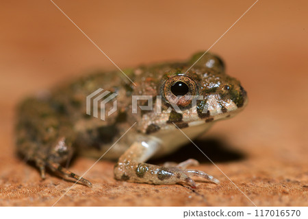 A close up of a frog sitting on a wooden surface. This amphibian has the scientific name Rana temporaria. A close up of a frog sitting on a wooden surface. This amphibian has the scientific name Rana temporaria. 117016570