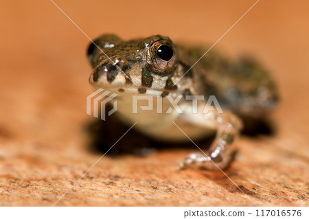 A close up of a frog sitting on a wooden surface. This amphibian has the scientific name Rana temporaria. A close up of a frog sitting on a wooden surface. This amphibian has the scientific name Rana temporaria. 117016576