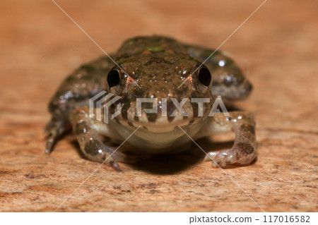 A close up of a frog sitting on a wooden surface. This amphibian has the scientific name Rana temporaria. A close up of a frog sitting on a wooden surface. This amphibian has the scientific name Rana temporaria. 117016582