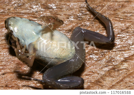 A close up of a frog sitting on a wooden surface. This amphibian has the scientific name Rana temporaria. 117016588