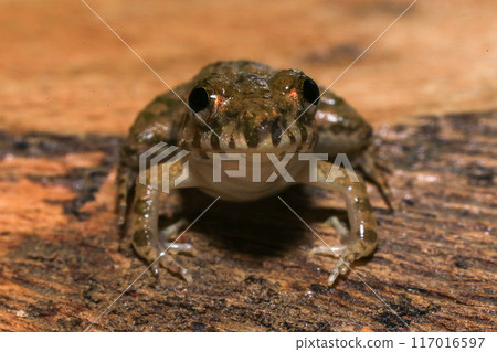 A close up of a frog sitting on a wooden surface. This amphibian has the scientific name Rana temporaria. 117016597