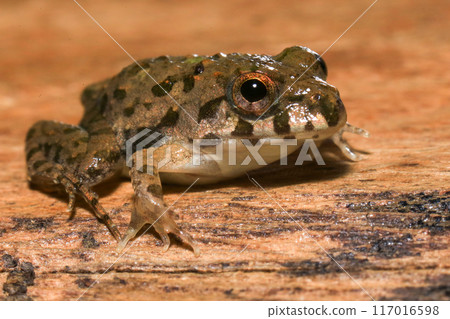 A close up of a frog sitting on a wooden surface. This amphibian has the scientific name Rana temporaria. 117016598