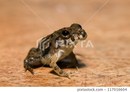 A close up of a frog sitting on a wooden surface. This amphibian has the scientific name Rana temporaria. A close up of a frog sitting on a wooden surface. This amphibian has the scientific name Rana temporaria. 117016604