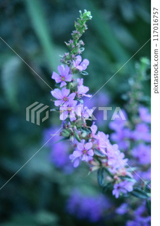 盂蘭盆節的佛壇花 盂蘭盆節的佛壇花 117016757