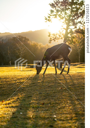 [Nara Prefecture] Wild deer in Nara Park early in the morning 117016813