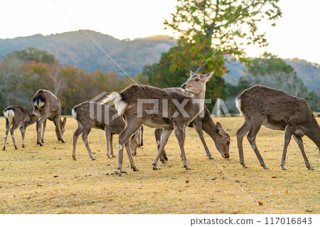 [奈良縣] 清晨奈良公園的野鹿 117016843