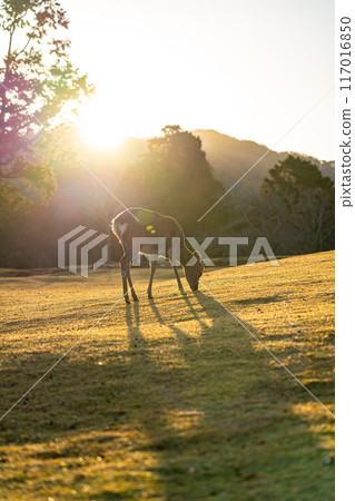 [Nara Prefecture] Wild deer in Nara Park early in the morning 117016850