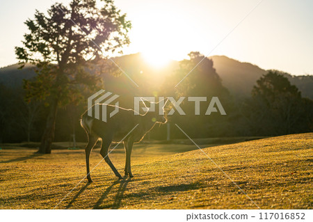 [Nara Prefecture] Wild deer in Nara Park early in the morning 117016852