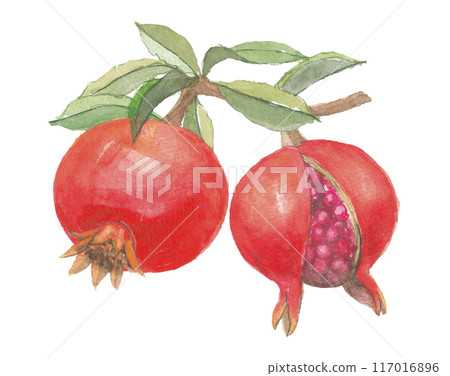 Pomegranate painted in watercolor 117016896