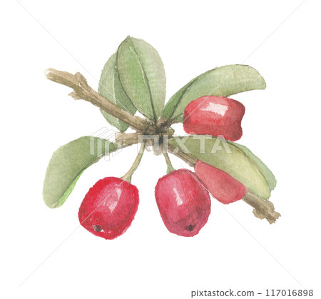 針葉櫻桃畫水彩 針葉櫻桃畫水彩 117016898