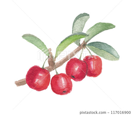 針葉櫻桃畫水彩 117016900