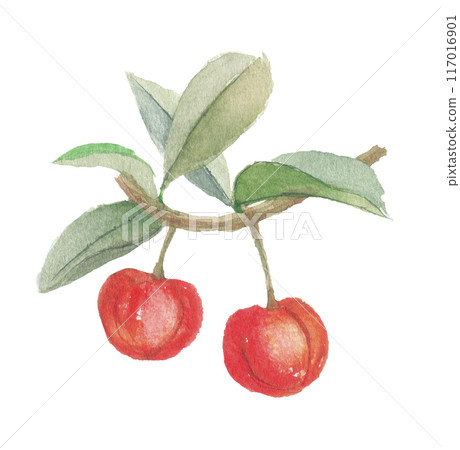 針葉櫻桃畫水彩 117016901