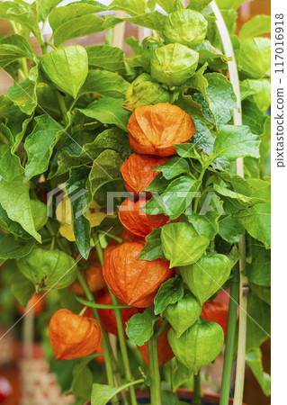 [Summer seasonal tradition] 46,000 days ground cherries market (Asakusa Temple) 117016918