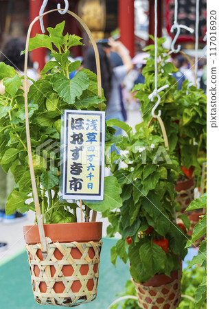 [Summer seasonal tradition] 46,000 days ground cherries market (Asakusa Temple) 117016920