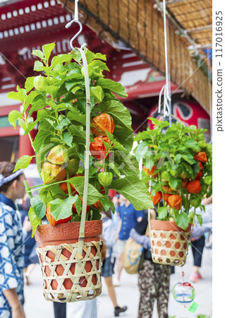 [Summer seasonal tradition] 46,000 days ground cherries market (Asakusa Temple) 117016925