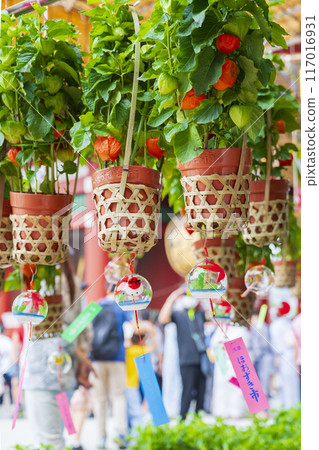 [Summer seasonal tradition] 46,000 days ground cherries market (Asakusa Temple) 117016931