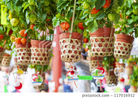 [Summer seasonal tradition] 46,000 days ground cherries market (Asakusa Temple) 117016932