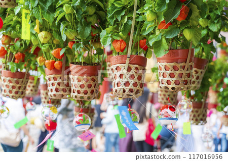 [Summer seasonal tradition] 46,000 days ground cherries market (Asakusa Temple) 117016956