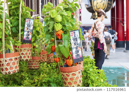 [Summer seasonal tradition] 46,000 days ground cherries market (Asakusa Temple) 117016961