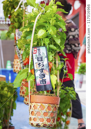 [夏季傳統]46,000天保月市場（淺草寺） 117016966