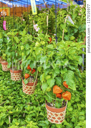 [Summer seasonal tradition] 46,000 days ground cherries market (Asakusa Temple) 117016977