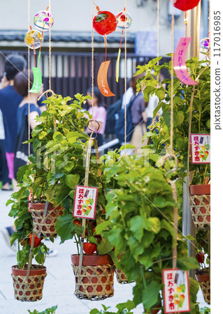 [Summer seasonal tradition] 46,000 days ground cherries market (Asakusa Temple) 117016985