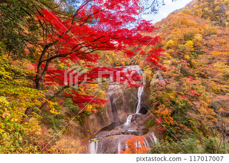 [Ibaraki Prefecture] Fukuroda Falls - Autumn leaves 117017007