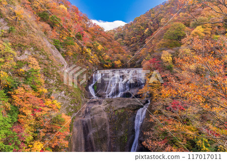 [Ibaraki Prefecture] Fukuroda Falls - Autumn leaves 117017011