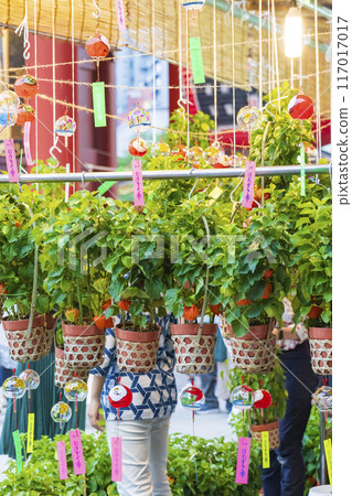 [Summer seasonal tradition] 46,000 days ground cherries market (Asakusa Temple) 117017017