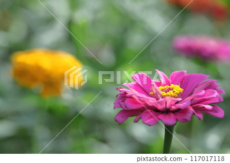 A classic gardening flower 117017118